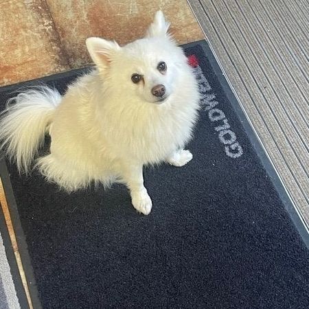 Hund von Salon Haarlekin | Uffenheim